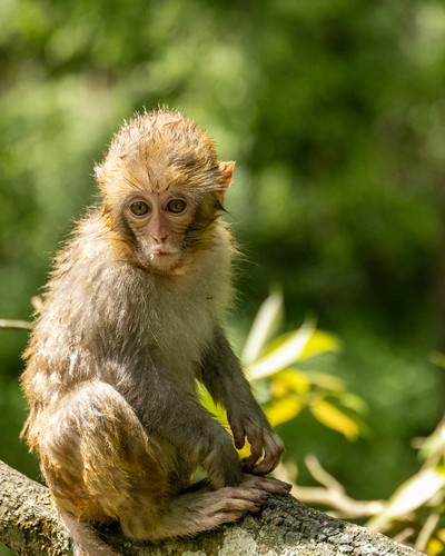 Rhesus Macaque