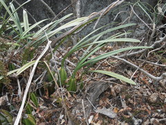 Eulophia calcarata image