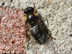 Cheilosia caerulescens