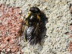 Cheilosia caerulescens