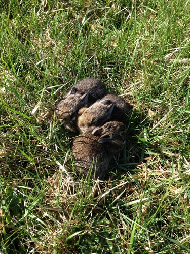 iNaturalist observation photo of Eastern Cottontail