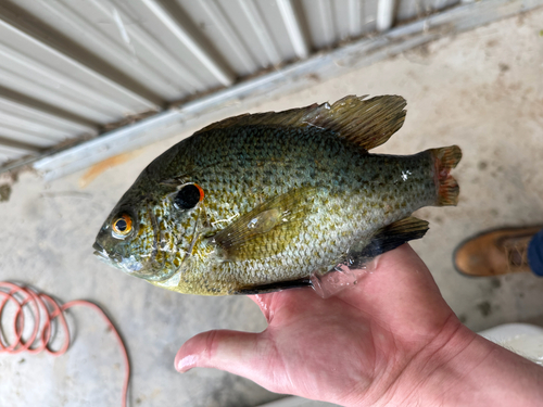 Redear Sunfish