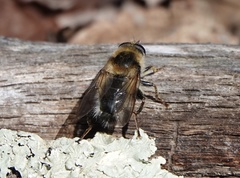 Criorhina verbosa