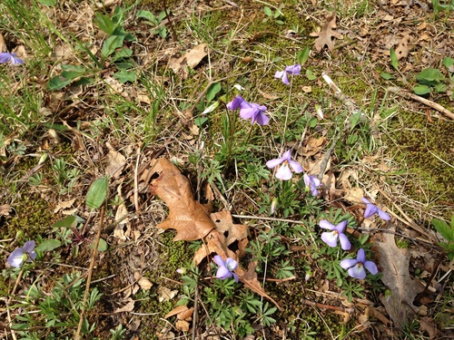 iNaturalist observation photo of bird's foot violet