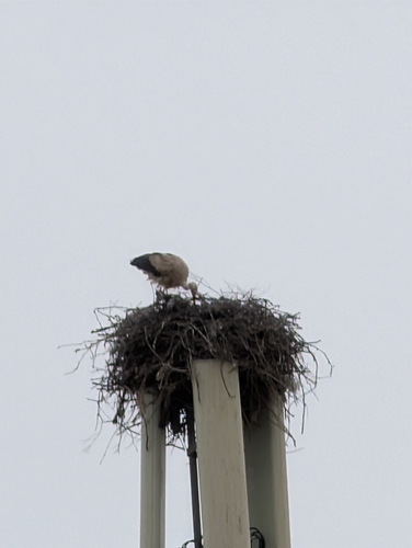 White Stork