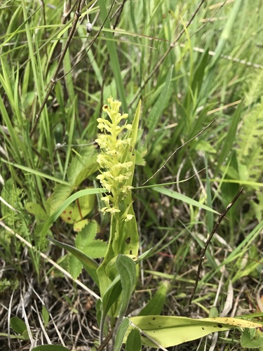 iNaturalist observation photo of pale green orchid