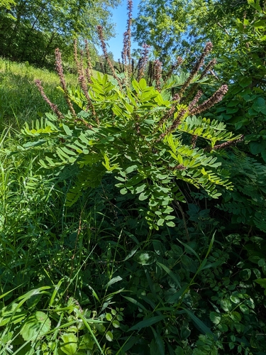 false indigo bush