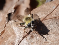 Criorhina verbosa