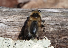 Criorhina verbosa