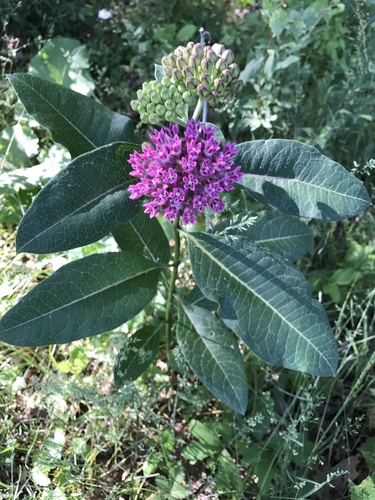 iNaturalist observation photo of purple milkweed