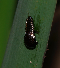 Chrysomela texana