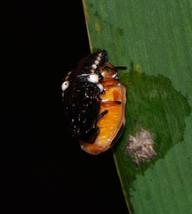 Chrysomela texana