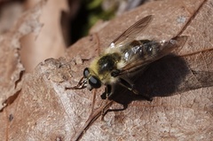 Criorhina verbosa