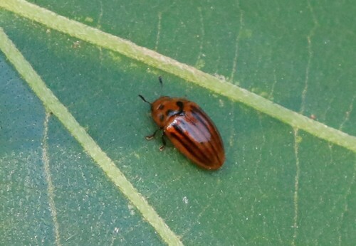 Mycotretus deyrollei