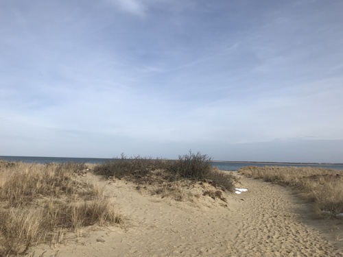 iNaturalist observation photo of Beach Plum