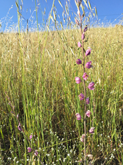Streptanthus glandulosus glandulosus