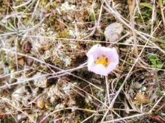 Colchicum triphyllum