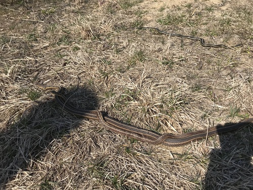 iNaturalist observation photo of Common Garter Snake