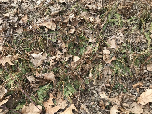 iNaturalist observation photo of ebony spleenwort