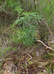 Notobubon gummiferum