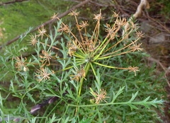 Notobubon gummiferum