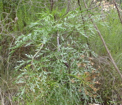 Notobubon gummiferum