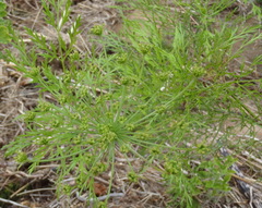 Notobubon gummiferum
