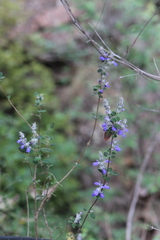 Salvia rubropunctata