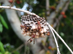 Polistes stigma townsvillensis