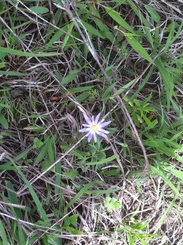 iNaturalist observation photo of Carolina Anemone