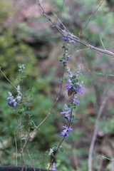 Salvia rubropunctata