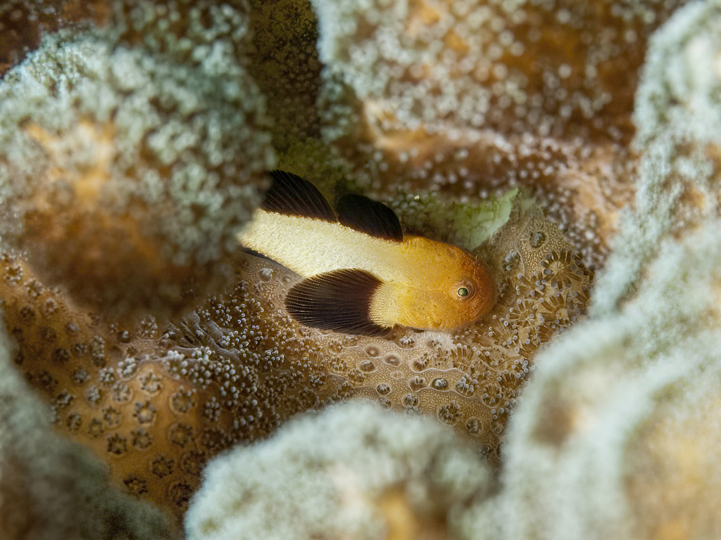 Blackfin coral goby (Paragobiodon lacunicolus) — Gobiidae