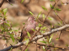 Carpodacus davidianus