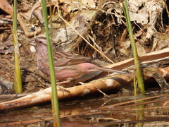 Carpodacus davidianus