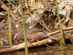 Carpodacus davidianus