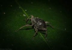 Onidistus araneus