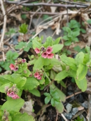 Pulmonaria rubra