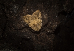 Tolpia conscitulana