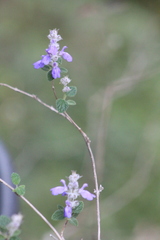 Salvia rubropunctata