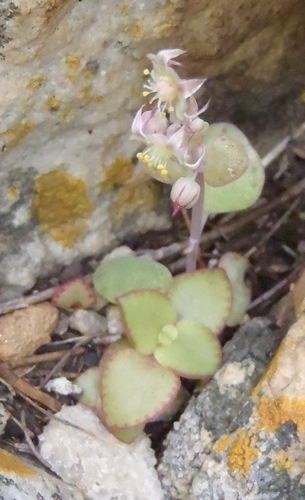 Crassula nemorosa