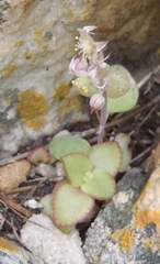 Crassula nemorosa