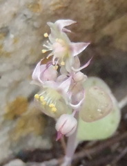 Crassula nemorosa