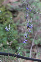 Salvia rubropunctata