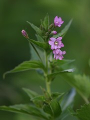 Epilobium alpestre