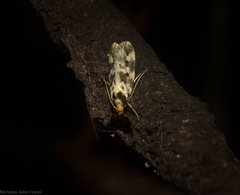 Barea eucapnodes