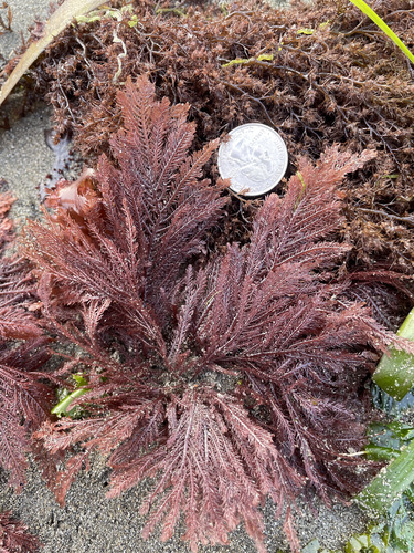 Ptilota serrata observed 2026-04-18
