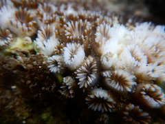 Galaxea fascicularis