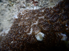 Galaxea fascicularis