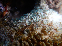 Galaxea fascicularis