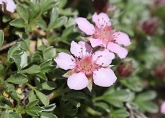 Potentilla nitida